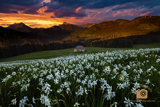 Flowery Field & Fiery Sky @ Les Pleiades, Switzerland