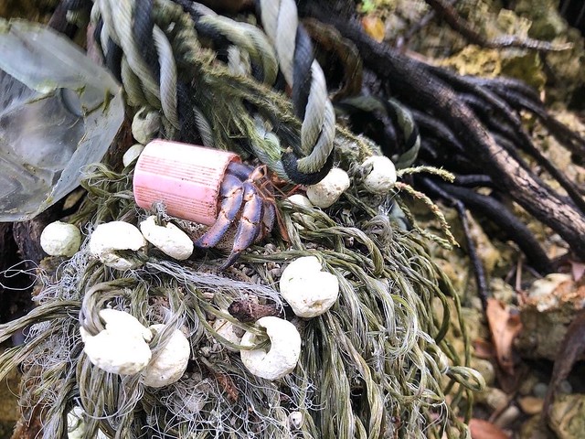Meet pinky.  Hermit crabs adapting with plastic