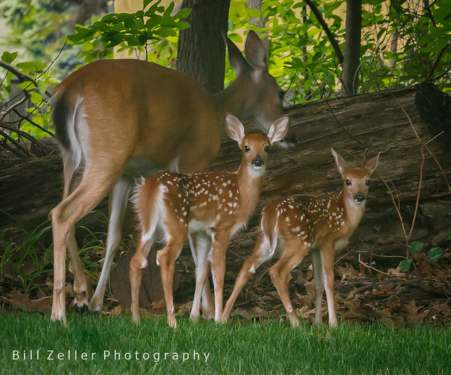 White-Tailed Deer Family, Back Yard Wildlife