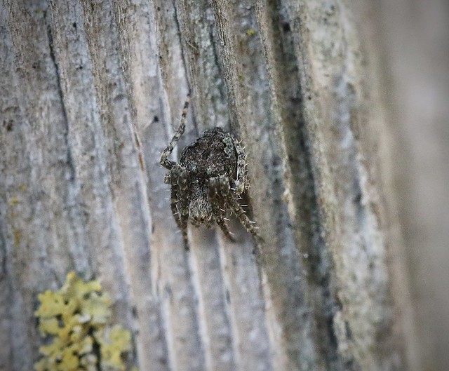 Orbweaver Spider (Eustala rosae), Prunedale, California, 01-22-22