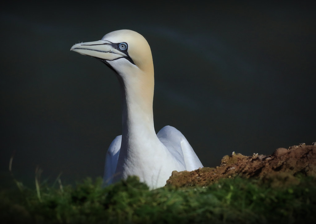A Grinning Gannet
