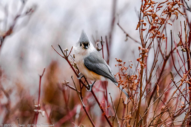 Tufted Titmouse #3 - 2019-12-07