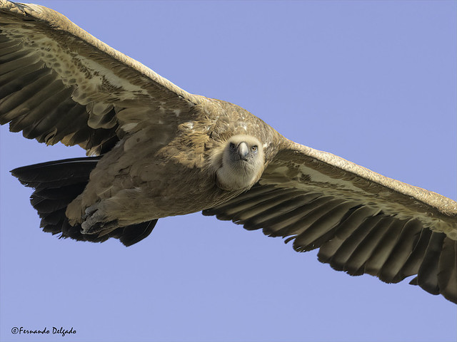 Grifo (Gyps fulvus) | Griffon vulture
