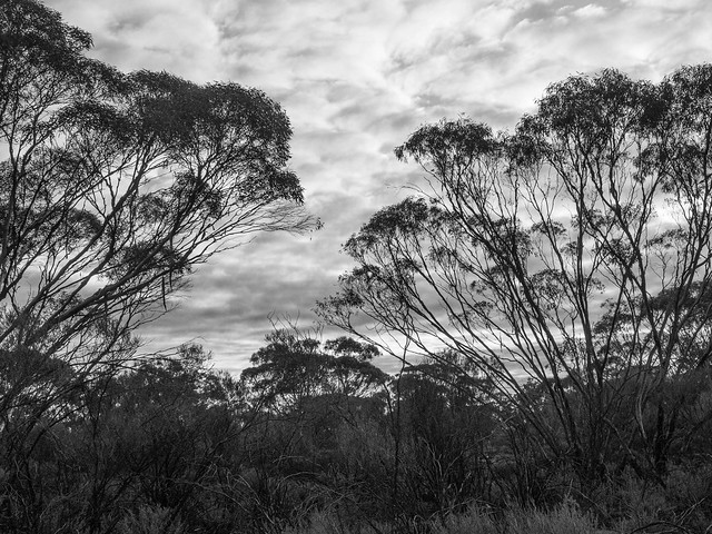 Australian bush -in monochrome