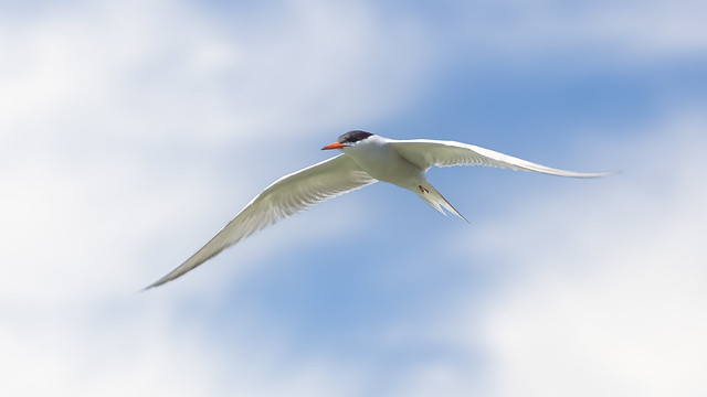 Common Tern gliding in front of a blue and white sky