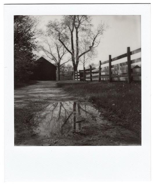 Farm Puddle Polaroid