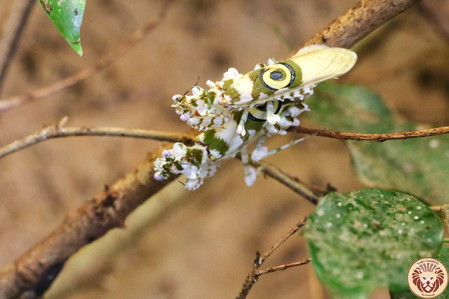 Afrikanische Blütenmantis (Pseudocreobotra wahlbergii)