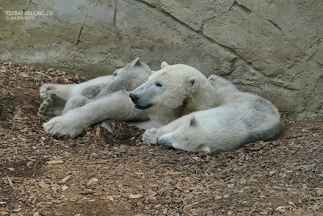 Sizzel - Kaja - Skadi - Eisbären - Zoo Rostock