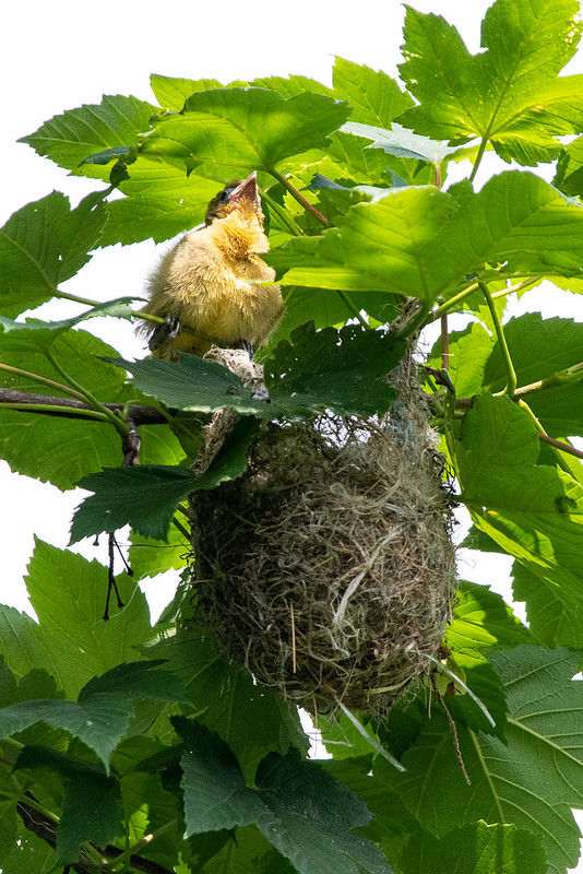 baltimore-oriole-fledgling-and-nest-8321