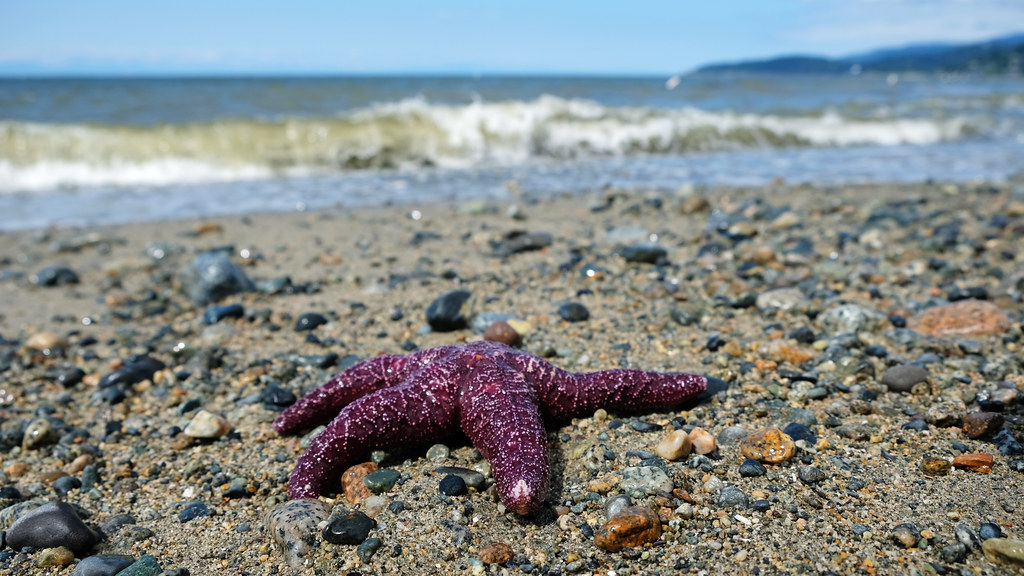 Dundarave Beach, West Vancouver, BC, Canada