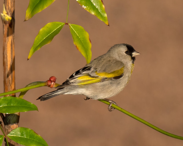 Lawrence's goldfinch