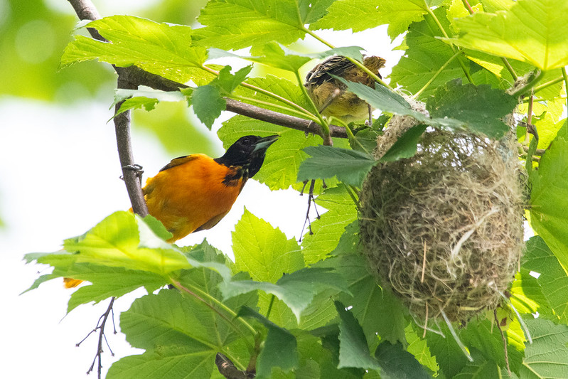 baltimore-oriole-parent-fledgling-and-nest-8370