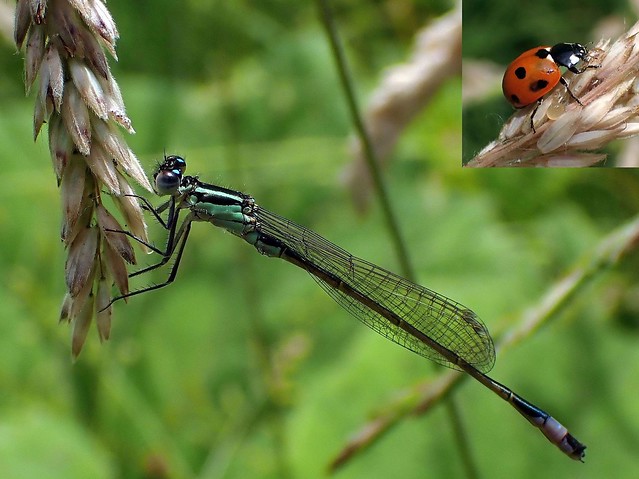On Sweet Dryness. Common Blue-tailed Damselfly and Seven-spotted Ladybird on Dart Grass (?), Driemond, The Netherlands