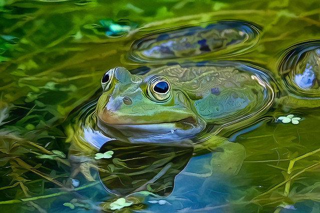 The eyes of a frog