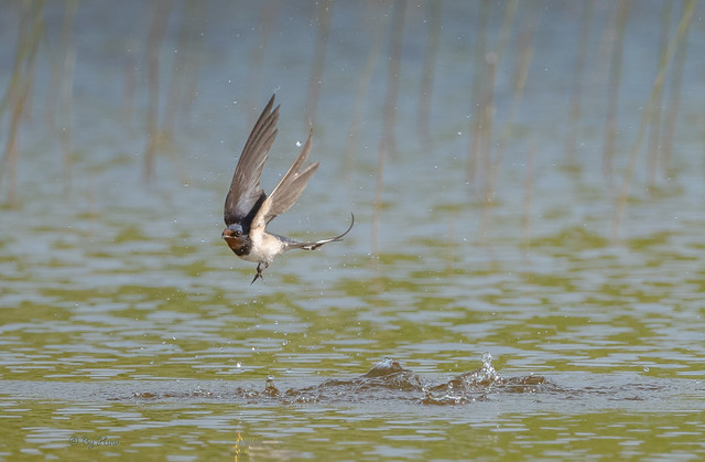 Swallow in Flight