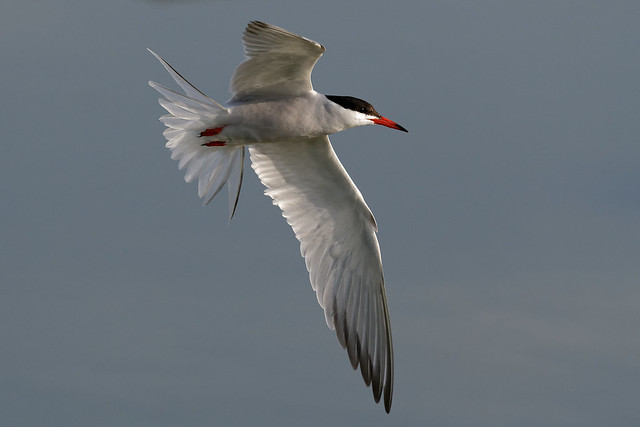 Sterne pierregarin - Sterna hirundo - Common Tern - Flußseeschwalbe - Charrán Común - Sterna comune