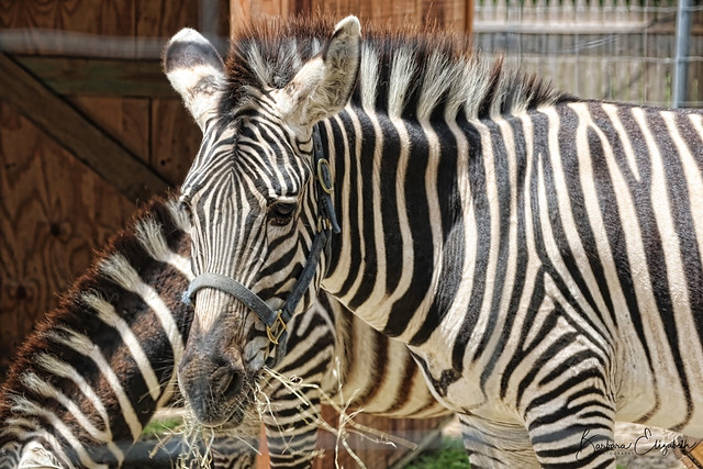 Double Zebras