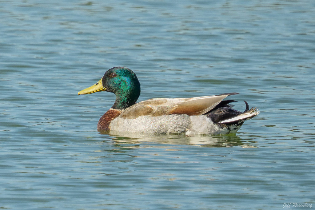 A Mallard Duck Floating In The Potomac On A Delightful Day In Alexandria, Va