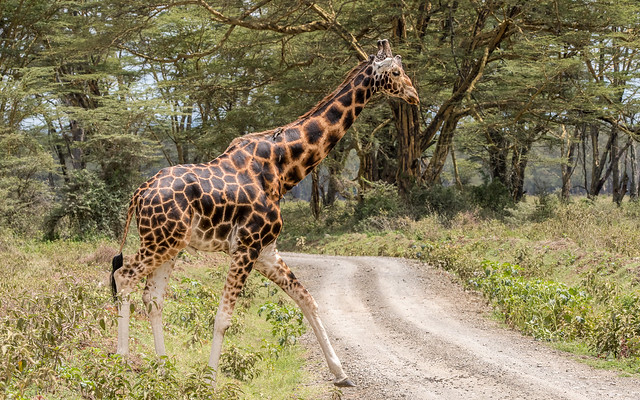 Giraffa camelopardalis rothschildi - Rothschildgiraffe