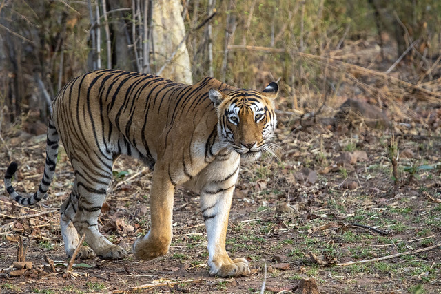 Tigress, Tadoba Andhari Tiger Reserve