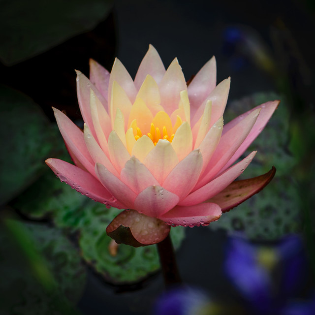 Water Lily - 2356