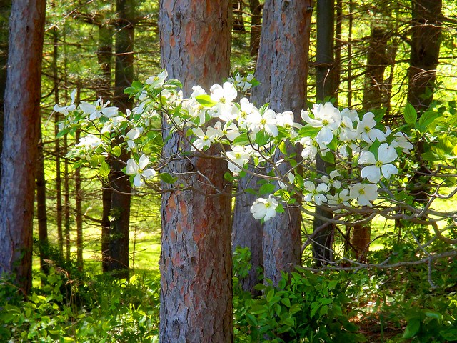 Flowers in Forest