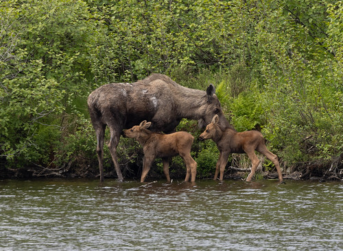 Moose and twin calves