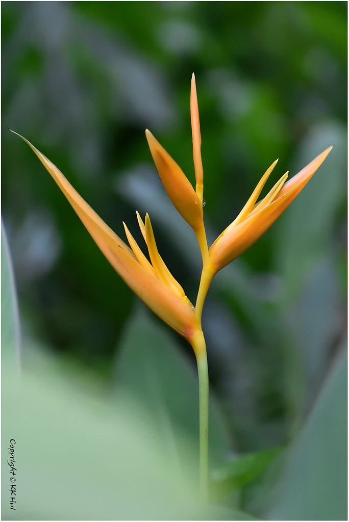 Parakeet Flower (Heliconia psittacorum) 天堂鸟花 | 赫蕉 - 110622_D7N0397n