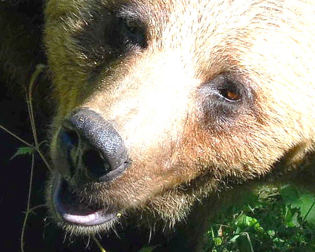 GRIZZLY BEAR CALLED SHADOW -   (VANCOUVER ZOO)