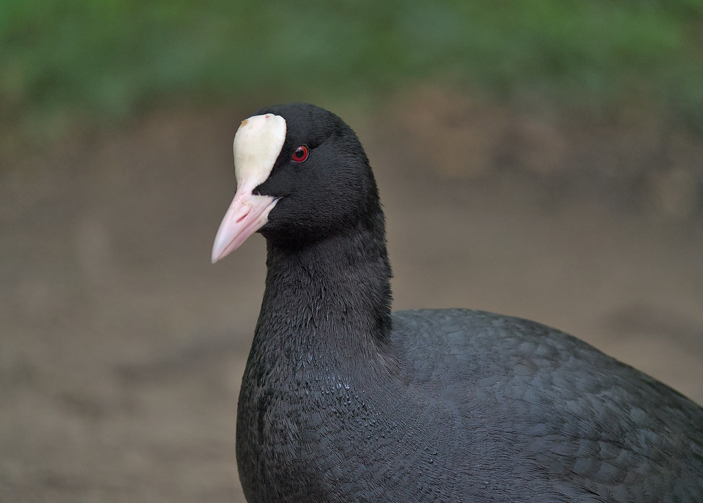 Another portrait of the coot