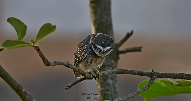The spotted owlet (Athene brama) -ಹಾಲಕ್ಕಿ