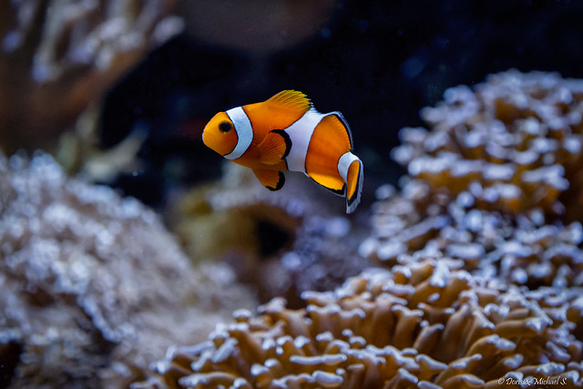 Clownfisch / Orange clownfish