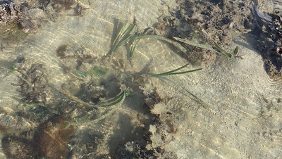 Seagrasses at Terumbu Semakau, Jun 2022