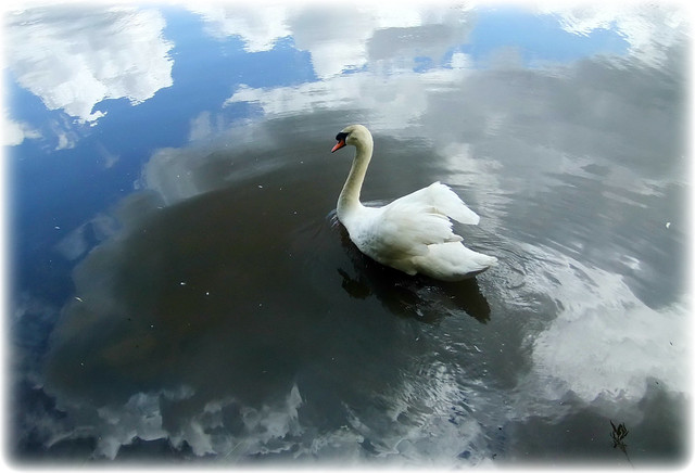 Sky Swan