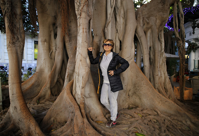 Kanitha surrounded by a 6 meter wide Ficus macrophyllas