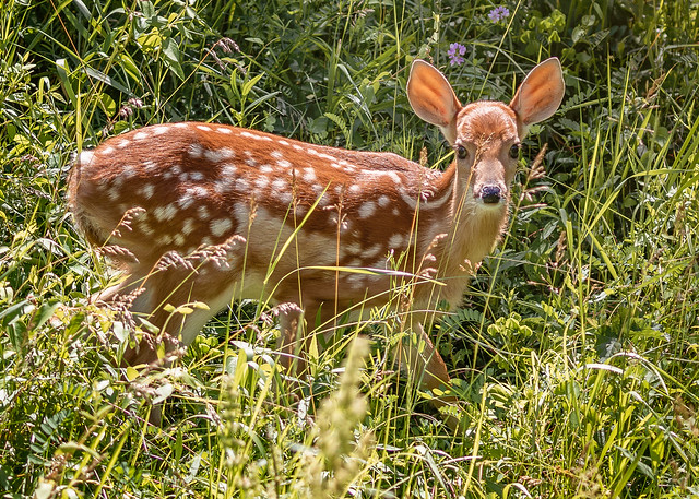 Little fawn I found today