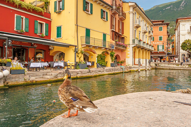 Mallard duck in Malcesine, lake Garda, Italy
