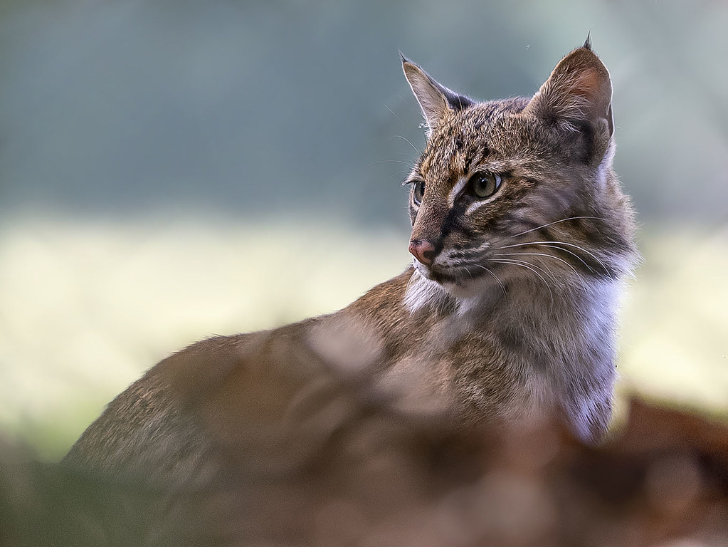Jasper's Beauty. Juvenile Bobcat, Wakodahatchee Wetlands.