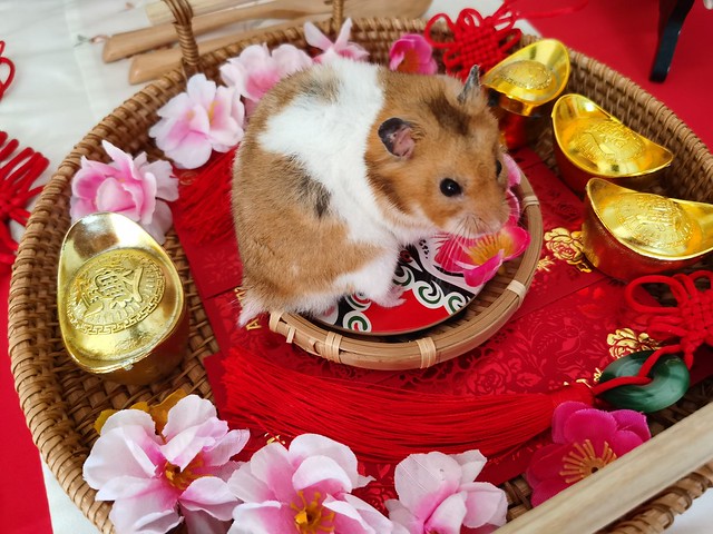 Hamster CNY 2022