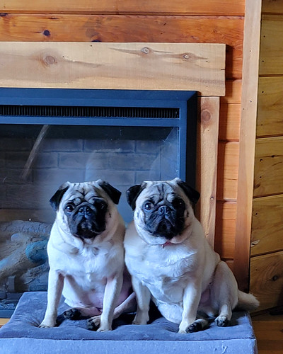 sunset-canyon-pugs-2 by [Christine], 