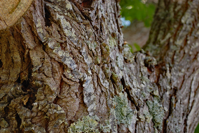 Bark On A Chinaberry Tree.
