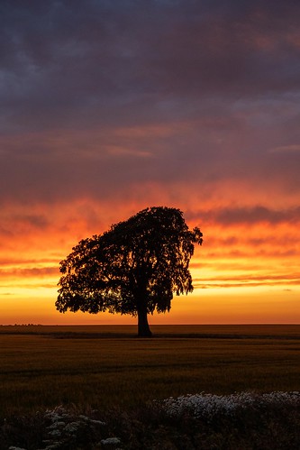 gloucestershire lonetree tree orange clouds spectacular light sky sunsets sunset
