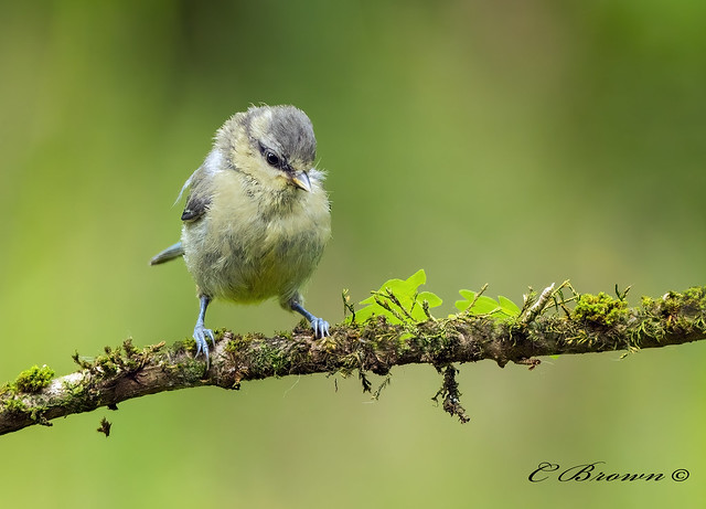 Fledgling Blue Tit   ( Cyanistes caeruleus  ) -  Waiting for mother !!