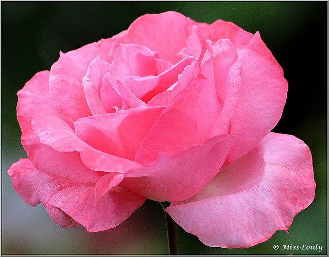 Une jolie rose rose... (à voir en grand)