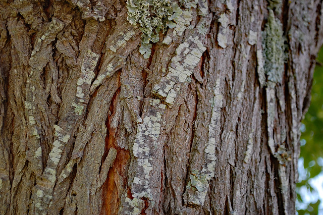Chinaberry Tree Bark.