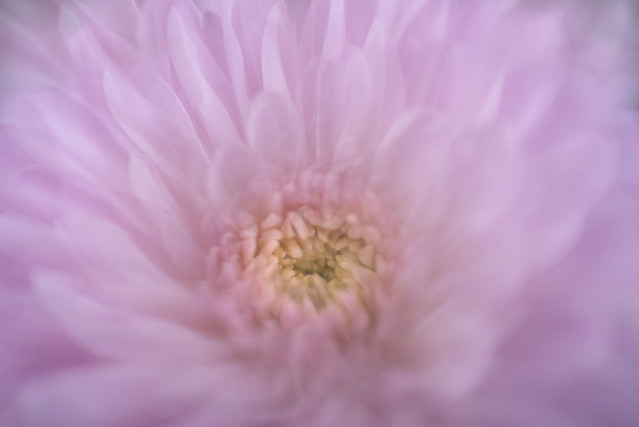 Pink Lensbaby
