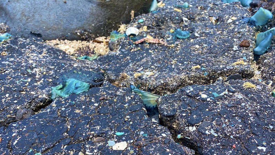 科學家在西班牙海岸發現焦油和微塑膠的混合物。圖片來源：擷取自Universidad de La Laguna Twitter