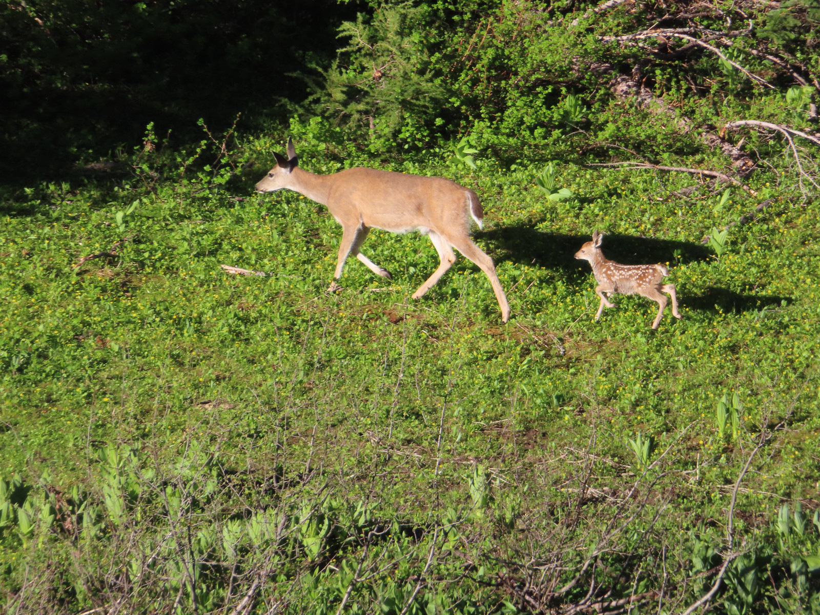 Doe and fawn in Donomore Meadows