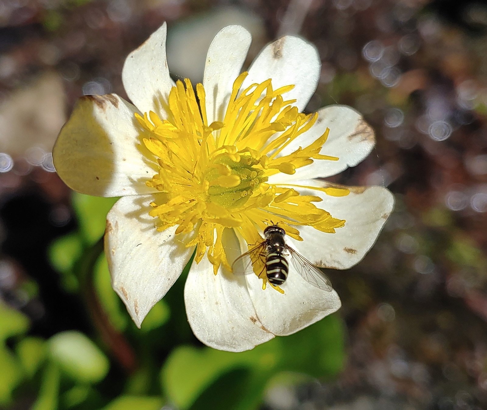 Marsh marigold with a visitor