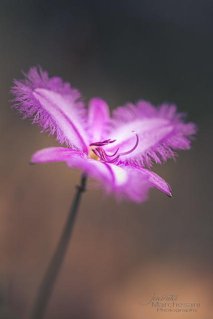 Thysanotus multiflorus - Fringed Lily
